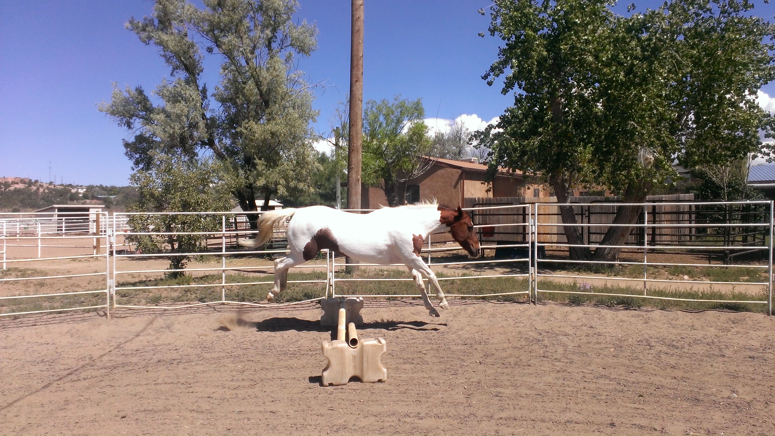 Horse jumping